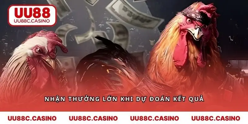 Nhận thưởng lớn khi dự đoán kết quả của chiến kê