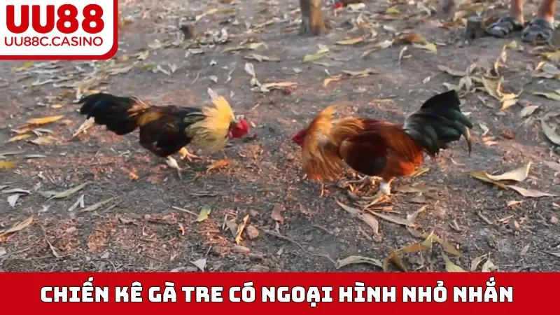 Chiến kê Gà Tre có ngoại hình nhỏ nhắn